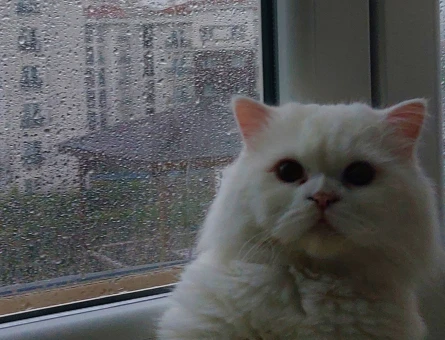 British Longhair Oğlumuza Eş Arıyoruz 1,5 Yaşında - 118974563