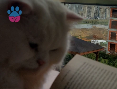 British Longhair Oğlumuza Eş Arıyoruz 1,5 Yaşında