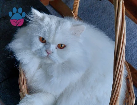 British Longhair Oğlumuza Eş Arıyoruz 1,5 Yaşında