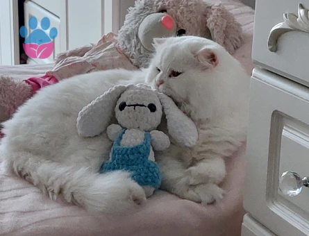 British Longhair Oğlumuza Eş Arıyoruz 1,5 Yaşında