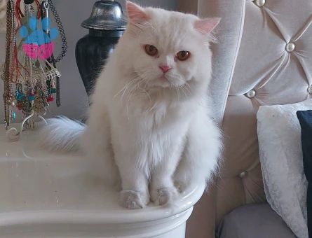 British Longhair Oğlumuza Eş Arıyoruz 1,5 Yaşında