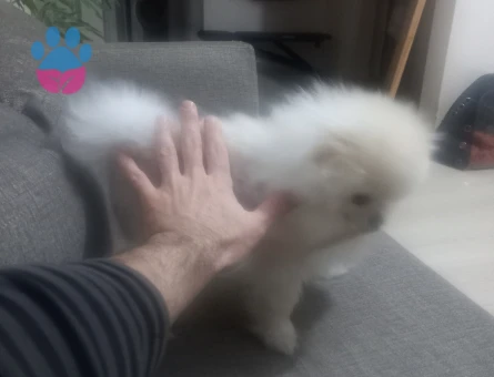 Teacup Pomeranian Boo. 1.400 gr, Tecrübeli.