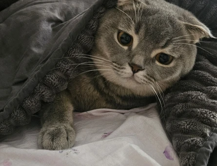 Scottish Fold Erkek Kedime Eş Arıyorum - 118974567