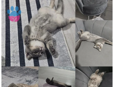 Scottish Fold Erkek Kedime Eş Arıyorum