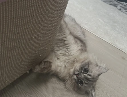 British Longhair Oğlum Eş Arıyor 2 Yaşında - 118974568