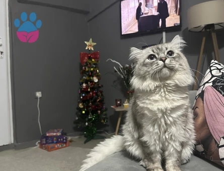 British Longhair Oğlum Eş Arıyor 2 Yaşında