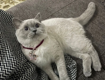 British Shorthair Bluepoint 1 Yaşında Eş Arıyor - 118974569