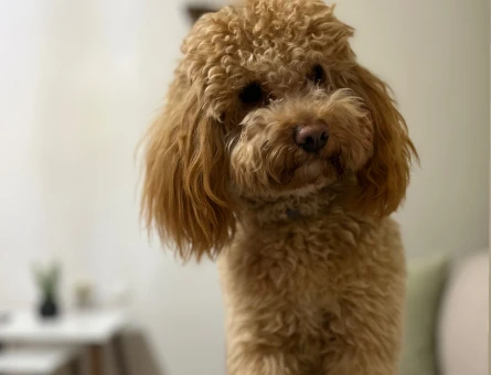 Toy Poodle 1 Yaşında Eş Arıyor - 118974570