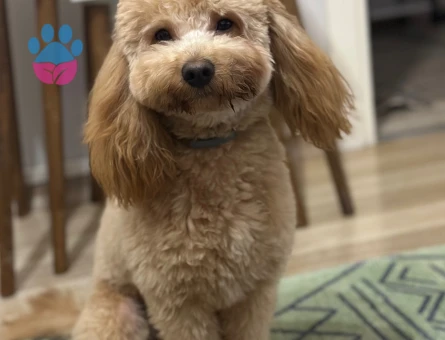 Toy Poodle 1 Yaşında Eş Arıyor