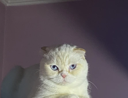 Scottish Fold Yakışıklıma dişi arıyoruz - 118974574