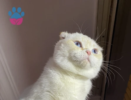 Scottish Fold Yakışıklıma dişi arıyoruz