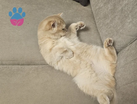British Longhair 1 Yaşında Eş Arıyor
