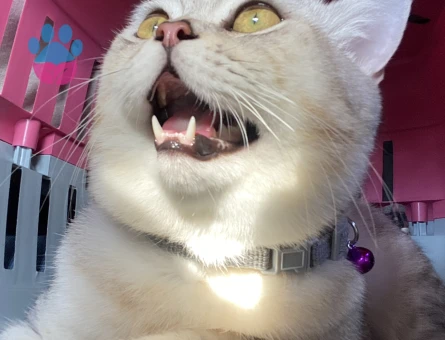 British Shorthair Oğluma Eş Arıyorum