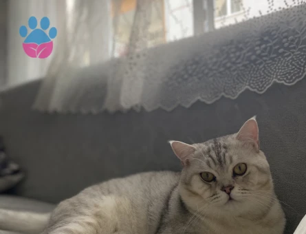 British Shorthair Oğluma Eş Arıyorum