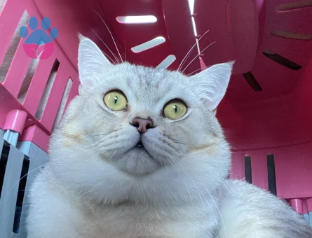 British Shorthair Oğluma Eş Arıyorum