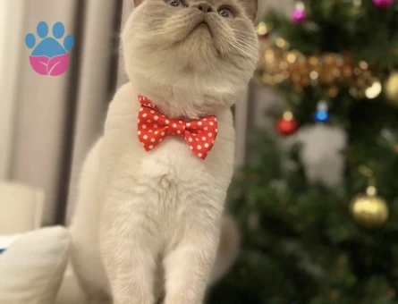 British SHorthair Zeus Eş Arıyor