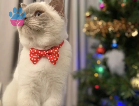 British SHorthair Zeus Eş Arıyor