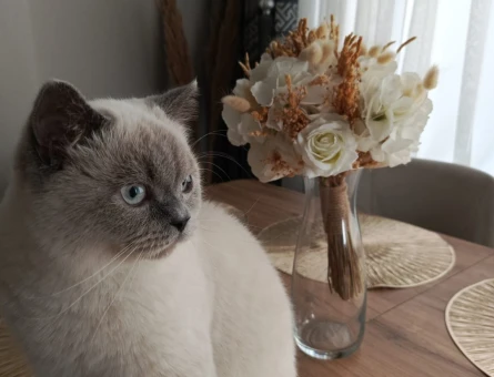 British Longhair Yakışıklı Çocuğuma Eş Arıyorum - 118974578