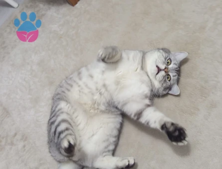 Scottish straight kedime eş arıyorum