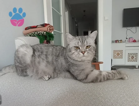 Scottish straight kedime eş arıyorum