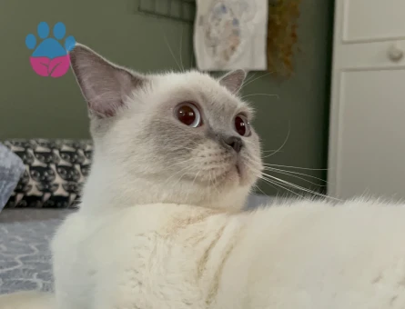 British kızım şu an kızgınlıkta eş arıyoruz