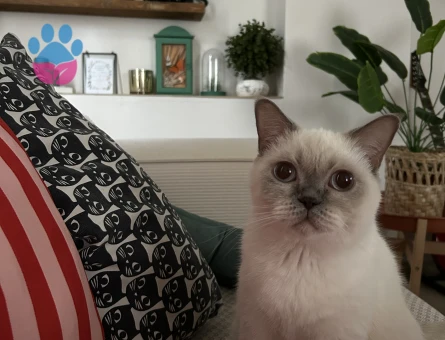 British kızım şu an kızgınlıkta eş arıyoruz