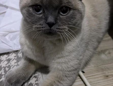 1 Taşında British Shorthair Kedime Yuva Arıyorum - 118982215