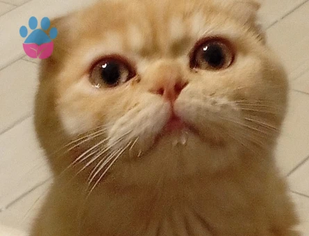 erkek scottish fold  kedimize eş ariyoruz