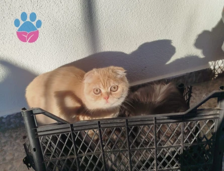 erkek scottish fold  kedimize eş ariyoruz