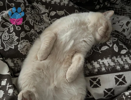 Scottish Straight İran Kırması Kedim Eş Arıyor