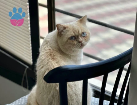 Scottish Straight İran Kırması Kedim Eş Arıyor