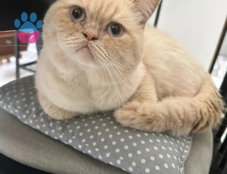 Scottish Straight İran Kırması Kedim Eş Arıyor