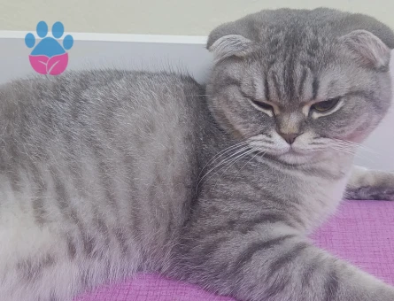 Scottish Fold Kedime Eş Arıyorum  Kızgınlıkta