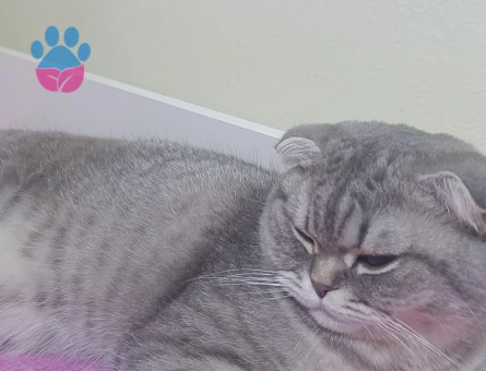Scottish Fold Kedime Eş Arıyorum  Kızgınlıkta