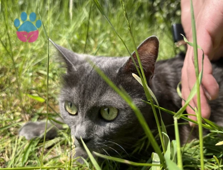 Russian Blue Kedim için eş arıyorum