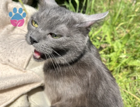 Russian Blue Kedim için eş arıyorum