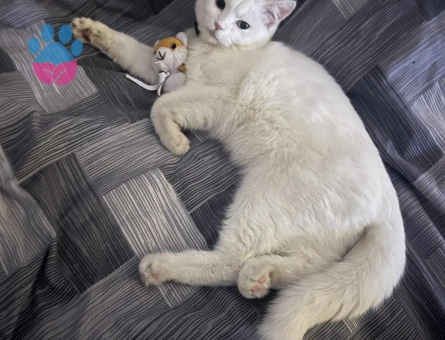 1 yaşında British Shorthair Kedime Eş Arıyorum