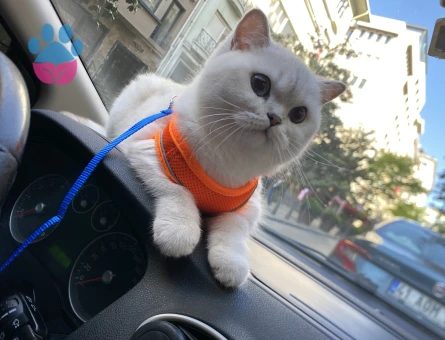 British Shorthair Kızıma eş arıyoruz