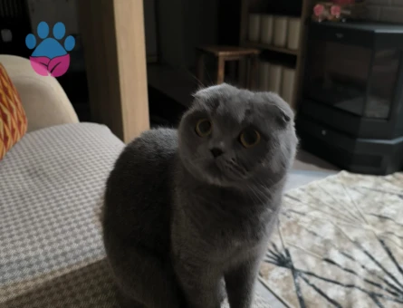 Scottish Fold Kızımıza eş arıyoruz