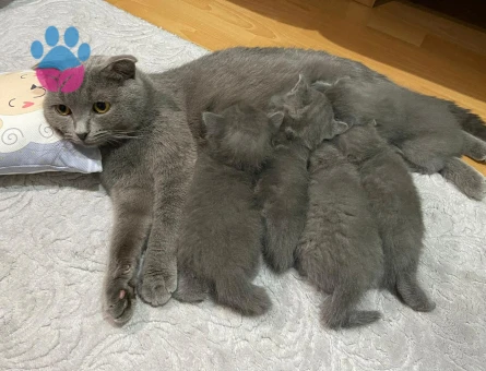 Evimizde misafir edeceğimiz  erkek british shortair cinsi aramaktayiz