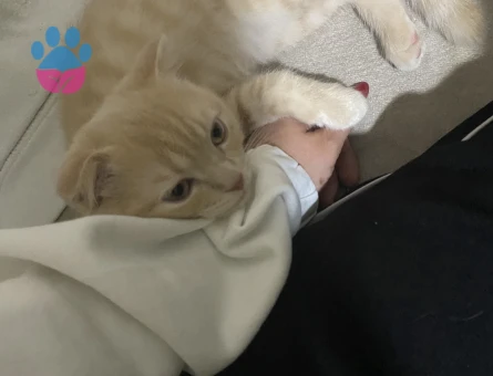 Scottish Fold Bey, British Hanımefendi Arıyor