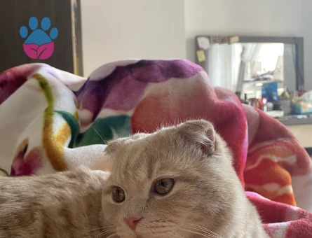 Scottish Fold Bey, British Hanımefendi Arıyor