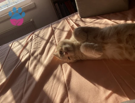 Scottish Fold Bey, British Hanımefendi Arıyor