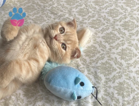 Scottish Fold Bey, British Hanımefendi Arıyor