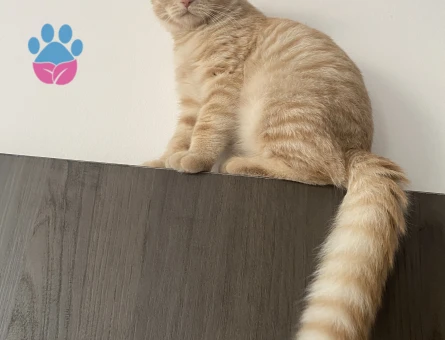 Scottish Fold Bey, British Hanımefendi Arıyor