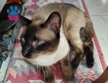 Siyam Kedim Yakışıklı Fındık Eş Arıyor