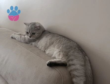 Scottish Fold 1 Yaşında Kedim Eş Arıyor