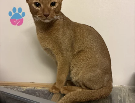 Habeş Kedisi 8 Aylık Eş Arıyor