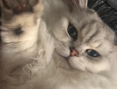 British longhair 1 Yaşında Kedim Eş Arıyor - 118963604