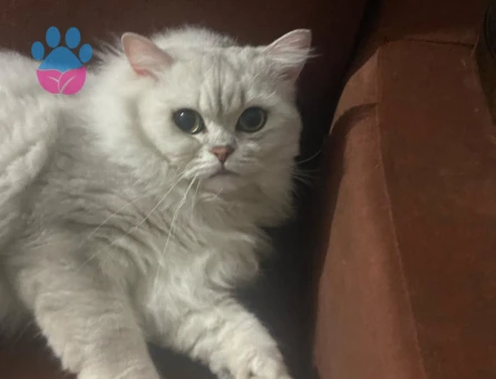 British longhair 1 Yaşında Kedim Eş Arıyor